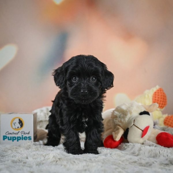 F1b Cavapoo Puppy for Sale