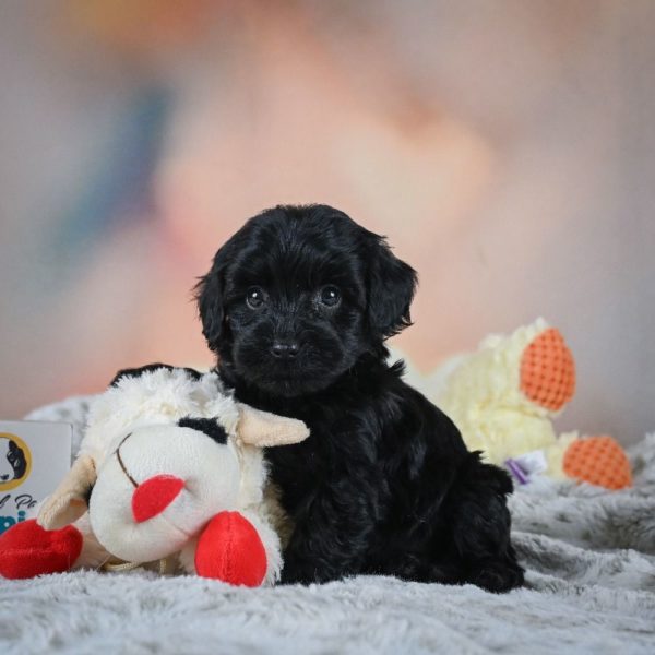 F1b Cavapoo Puppy for Sale