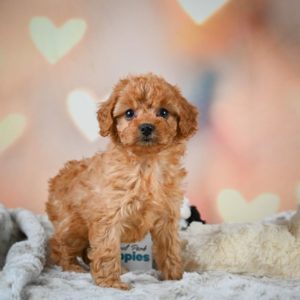 F1b Cavapoo Puppy for Sale