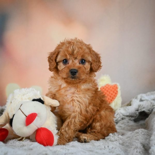 F1b Cavapoo Puppy for Sale