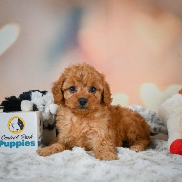 F1b Cavapoo Puppy for Sale