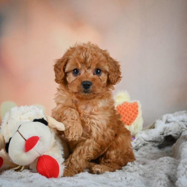 F1b Cavapoo Puppy for Sale