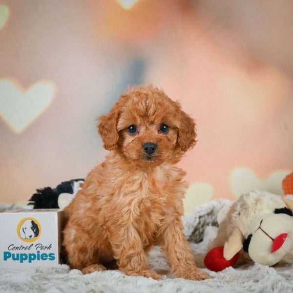 F1b Cavapoo Puppy for Sale