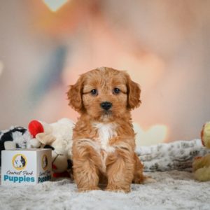 F1b Cavapoo Puppy for Sale