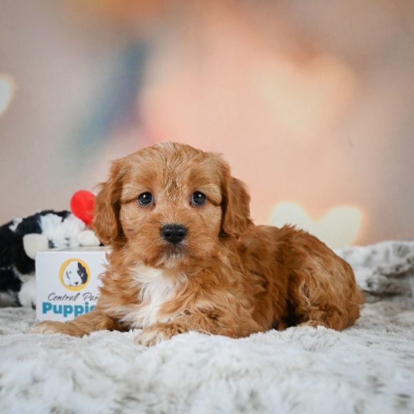 F1b Cavapoo Puppy for Sale