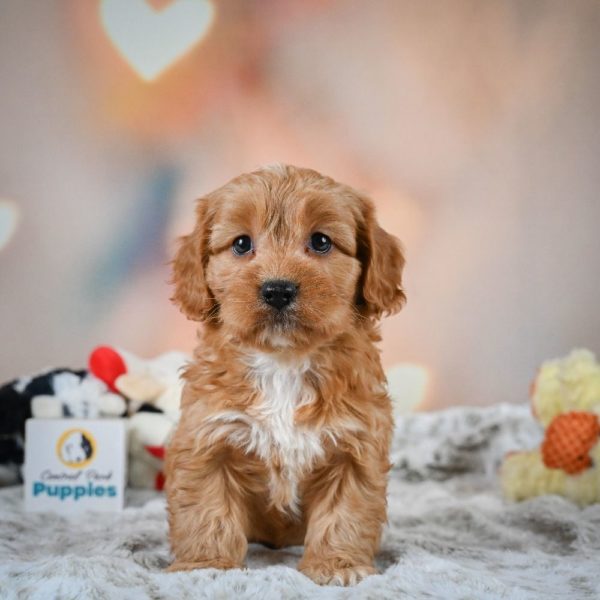 F1b Cavapoo Puppy for Sale
