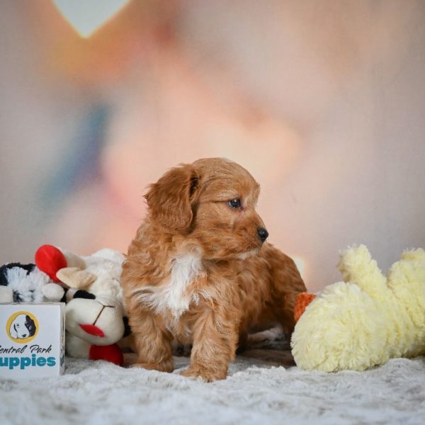F1b Cavapoo Puppy for Sale