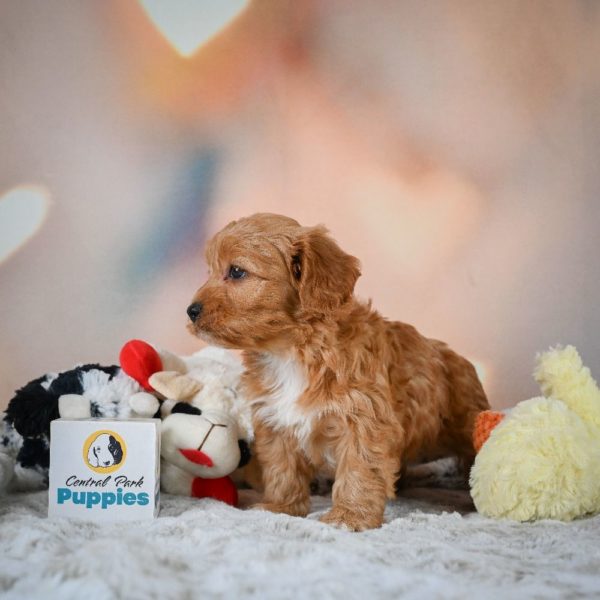 F1b Cavapoo Puppy for Sale