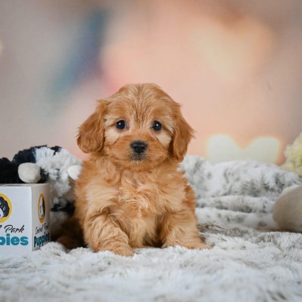 F1b Cavapoo Puppy for Sale