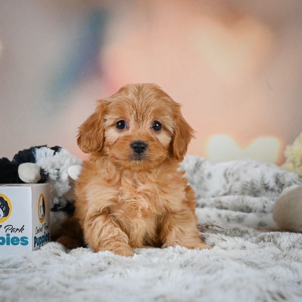 F1b Cavapoo Puppy for Sale in NYC