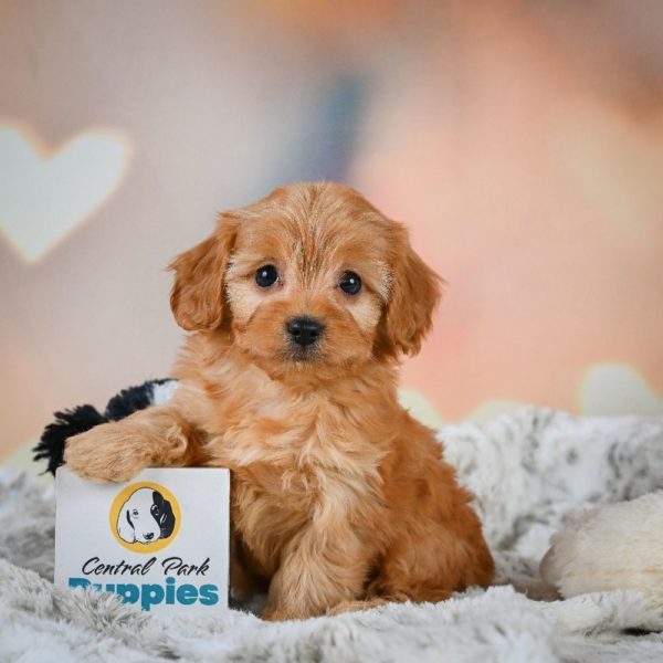 F1b Cavapoo Puppy for Sale