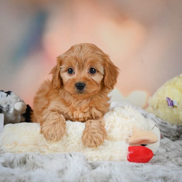 F1b Cavapoo Puppy for Sale