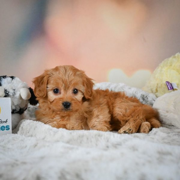 F1b Cavapoo Puppy for Sale