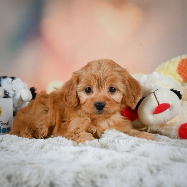 F1b Cavapoo Puppy for Sale