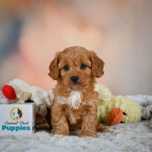 F1b Cavapoo Puppy for Sale