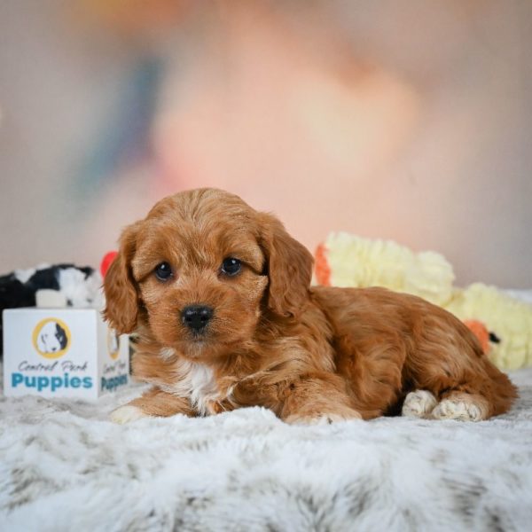 F1b Cavapoo Puppy for Sale