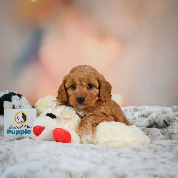 F1b Cavapoo Puppy for Sale