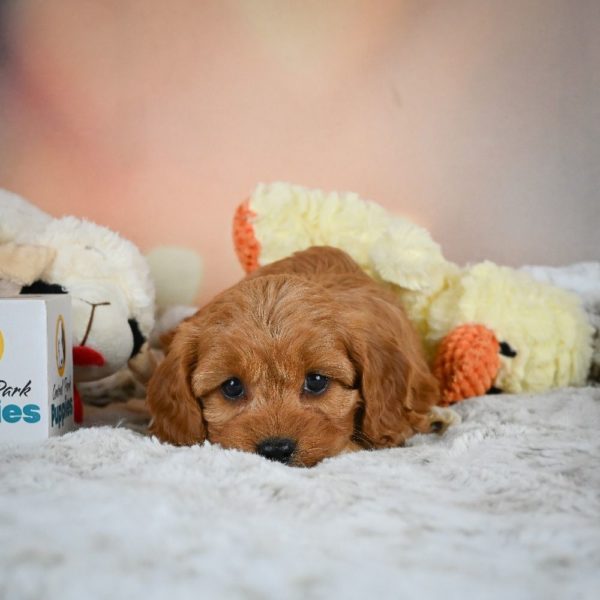 F1b Cavapoo Puppy for Sale