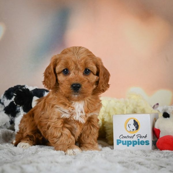 F1b Cavapoo Puppy for Sale