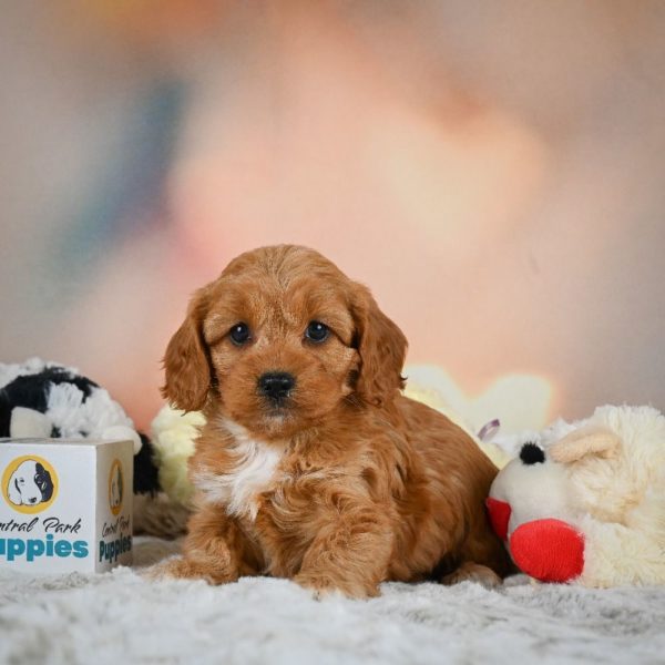 F1b Cavapoo Puppy for Sale