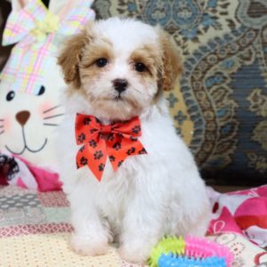 F1 Maltipoo Puppy for Sale