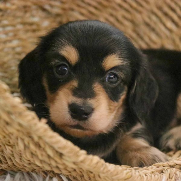 Mini Dachshund Puppy for Sale