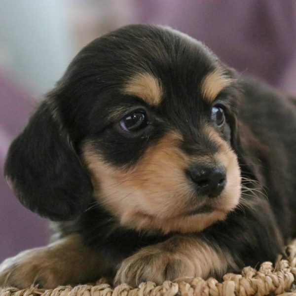 Mini Dachshund Puppy for Sale