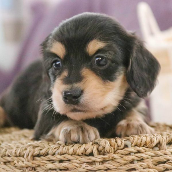 Mini Dachshund Puppy for Sale