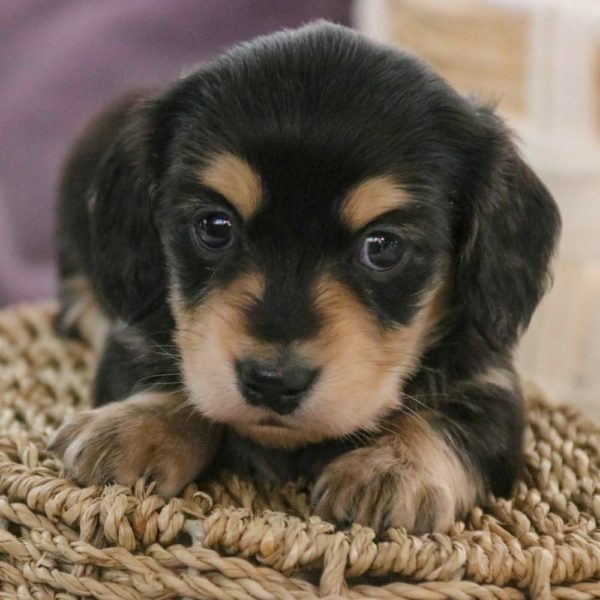 Mini Dachshund Puppy for Sale