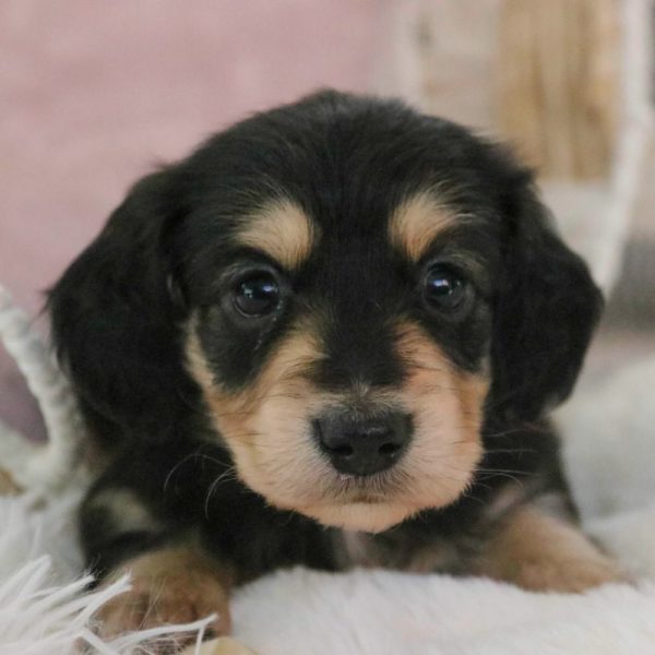 Mini Dachshund Puppy for Sale