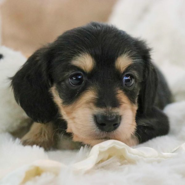 Mini Dachshund Puppy for Sale