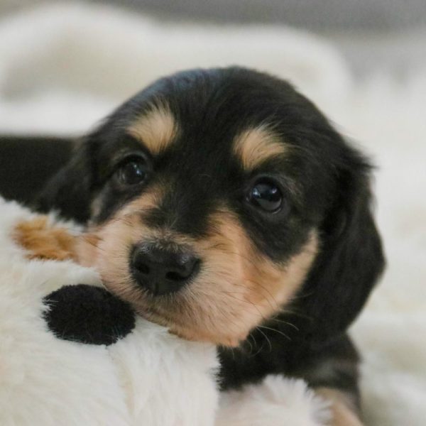 Mini Dachshund Puppy for Sale