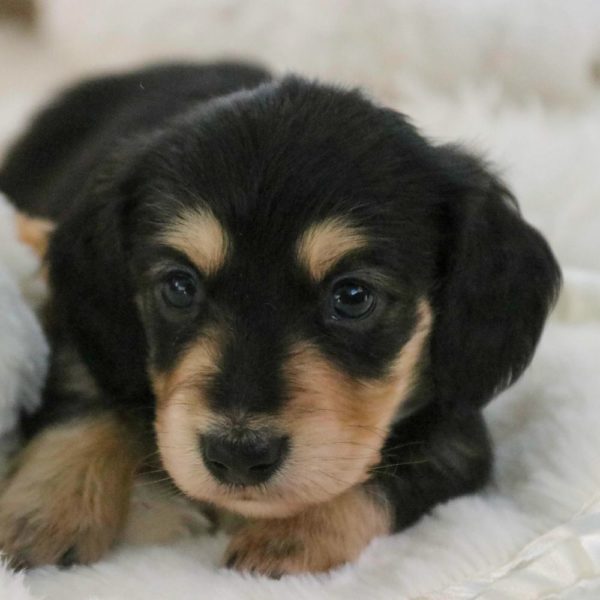 Mini Dachshund Puppy for Sale