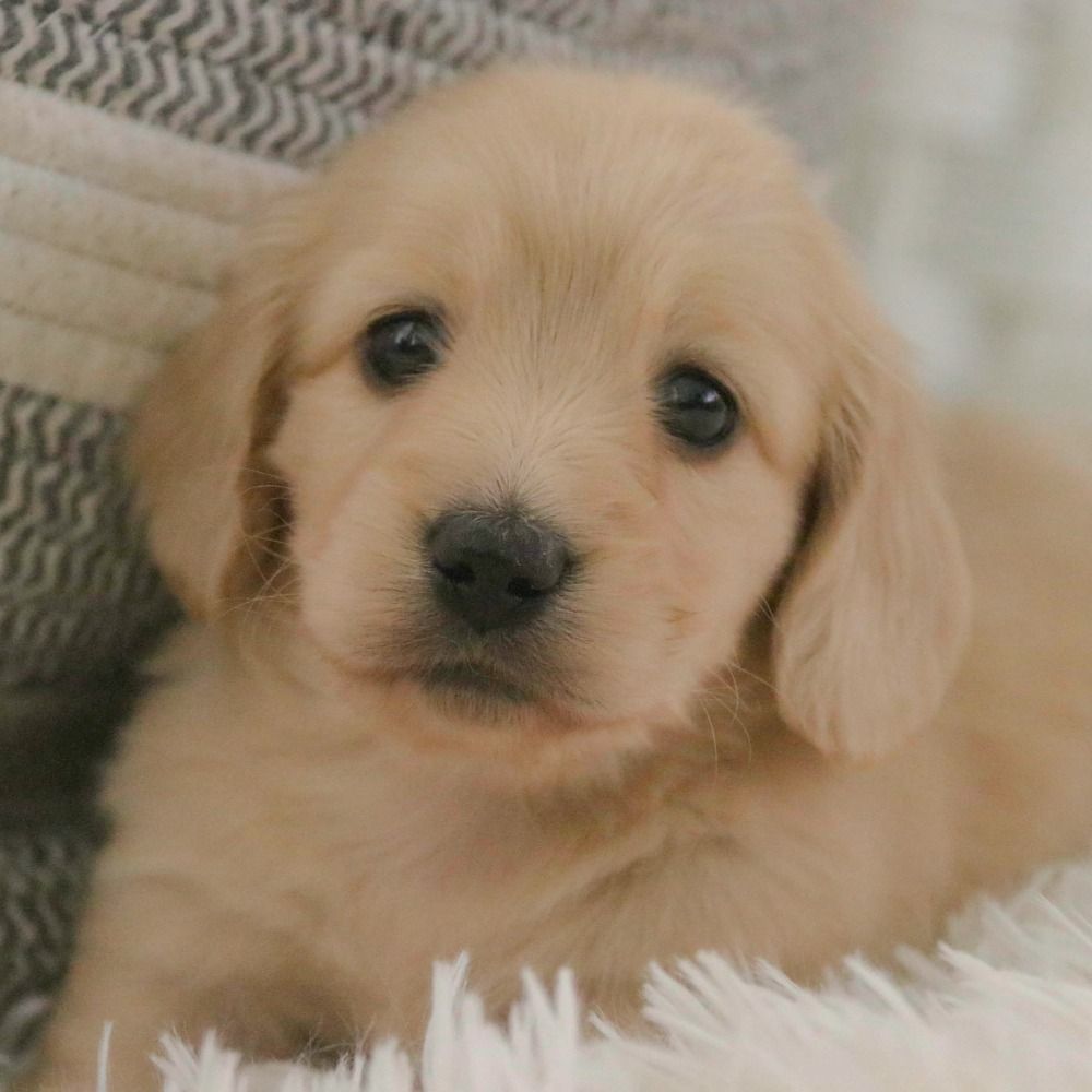 Mini Dachshund Puppy for Sale in NYC