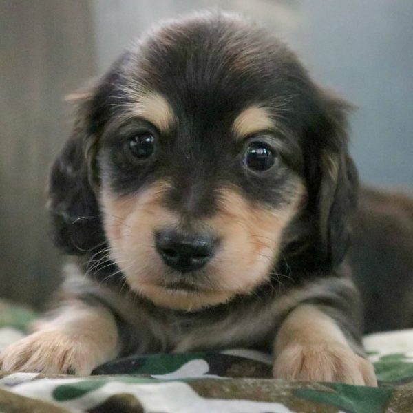 Mini Dachshund Puppy for Sale