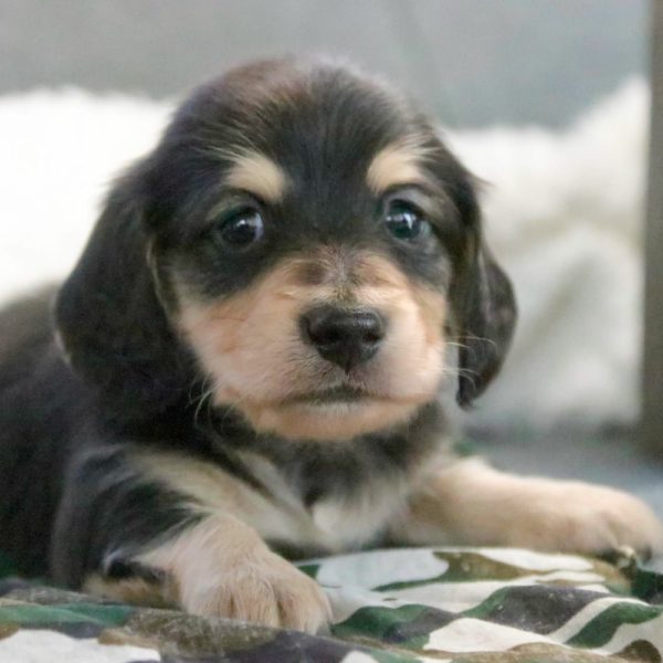 Mini Dachshund Puppy for Sale