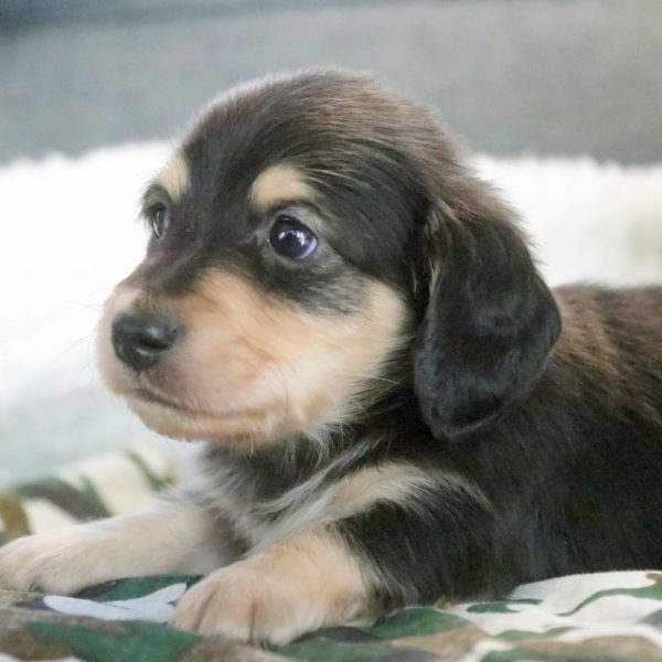 Mini Dachshund Puppy for Sale