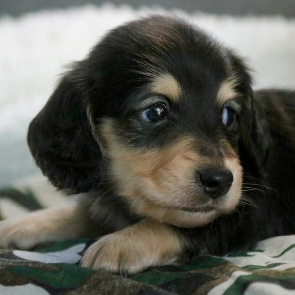 Mini Dachshund Puppy for Sale