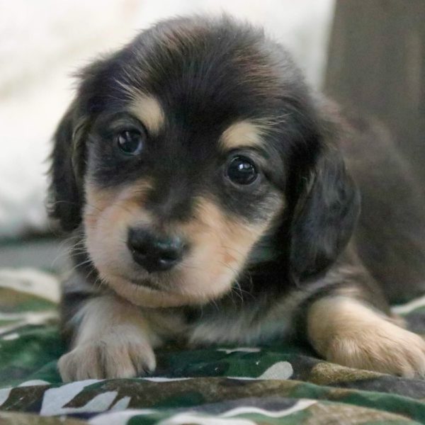 Mini Dachshund Puppy for Sale