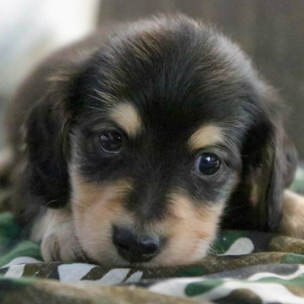 Mini Dachshund Puppy for Sale