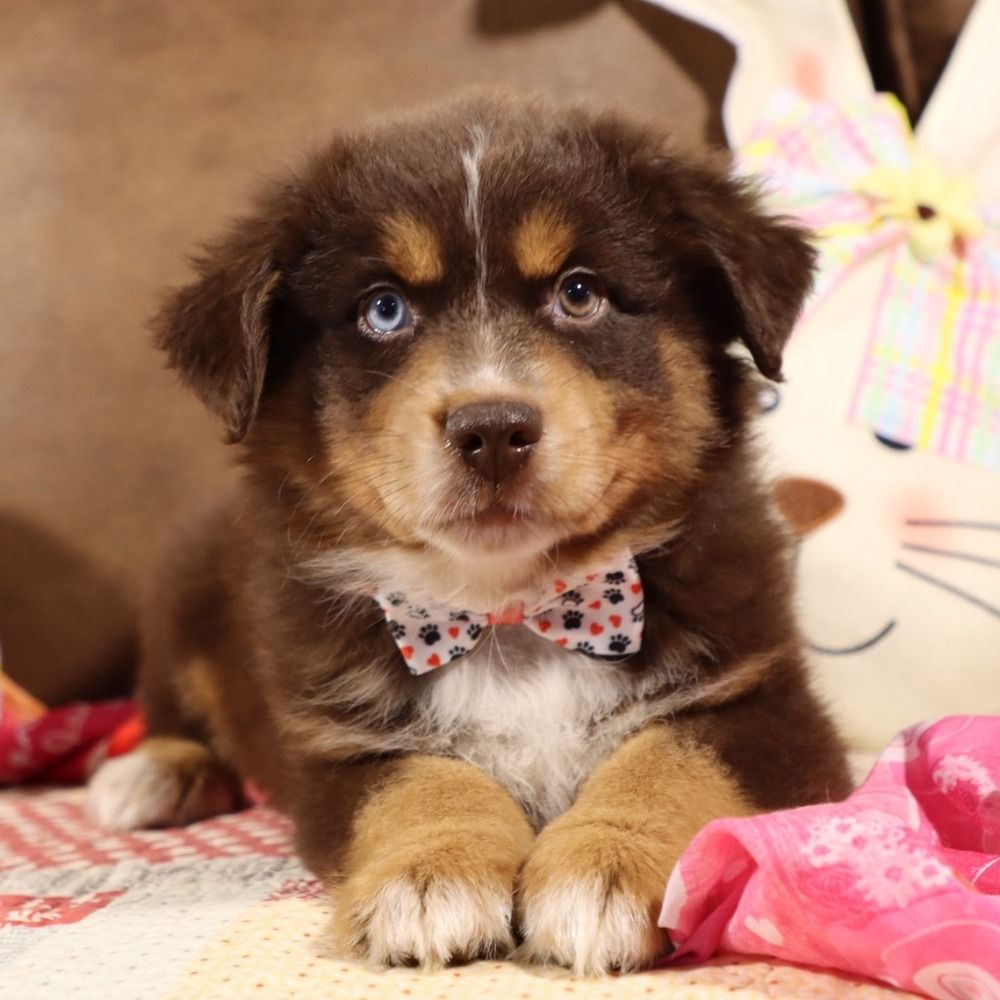 Miniature Australian Shepherd Puppy for Sale in NYC