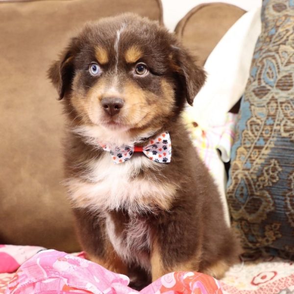 Miniature Australian Shepherd Puppy for Sale