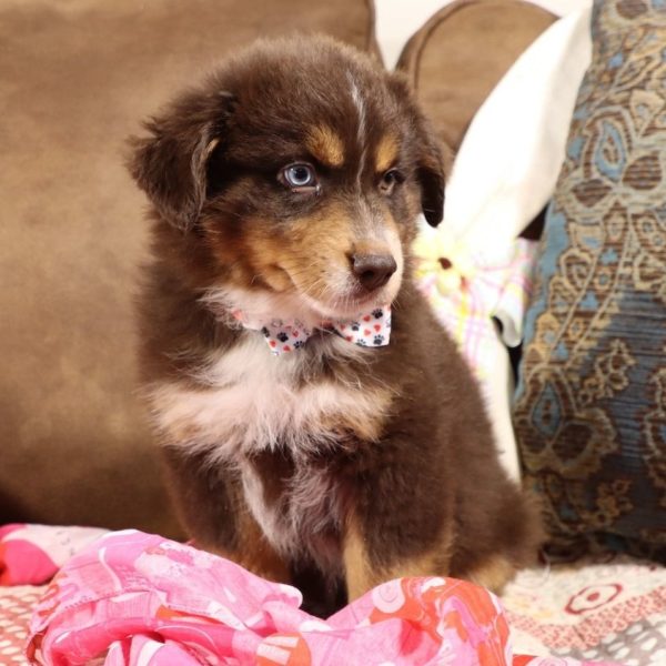 Miniature Australian Shepherd Puppy for Sale