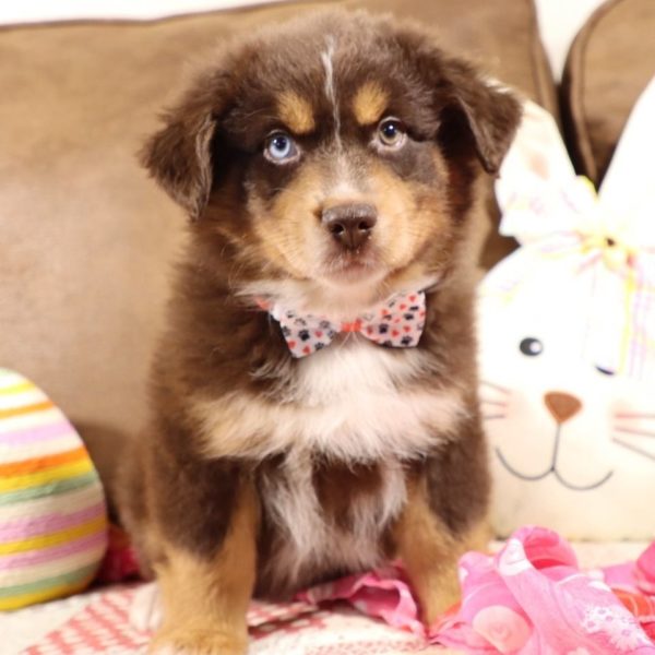 Miniature Australian Shepherd Puppy for Sale