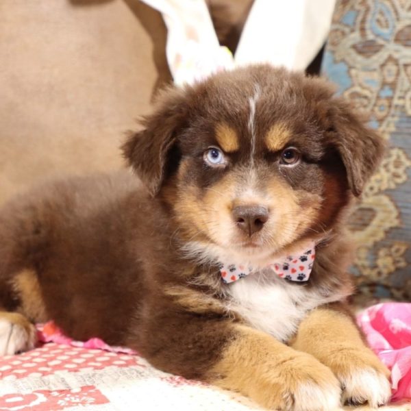 Miniature Australian Shepherd Puppy for Sale