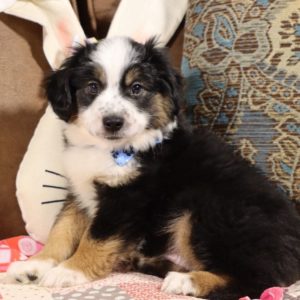 Miniature Australian Shepherd Puppy for Sale