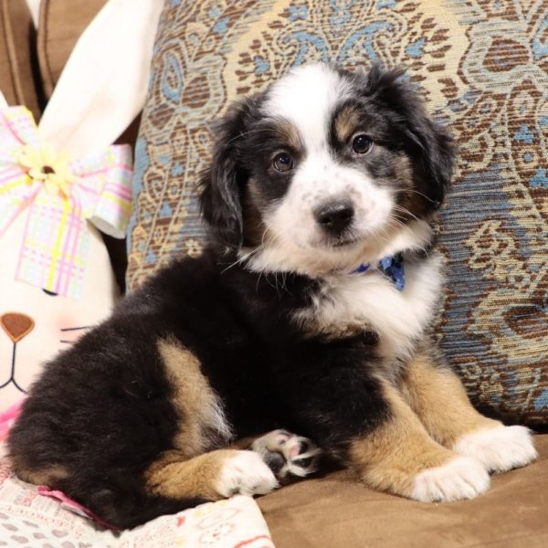 Miniature Australian Shepherd Puppy for Sale