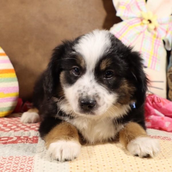 Miniature Australian Shepherd Puppy for Sale