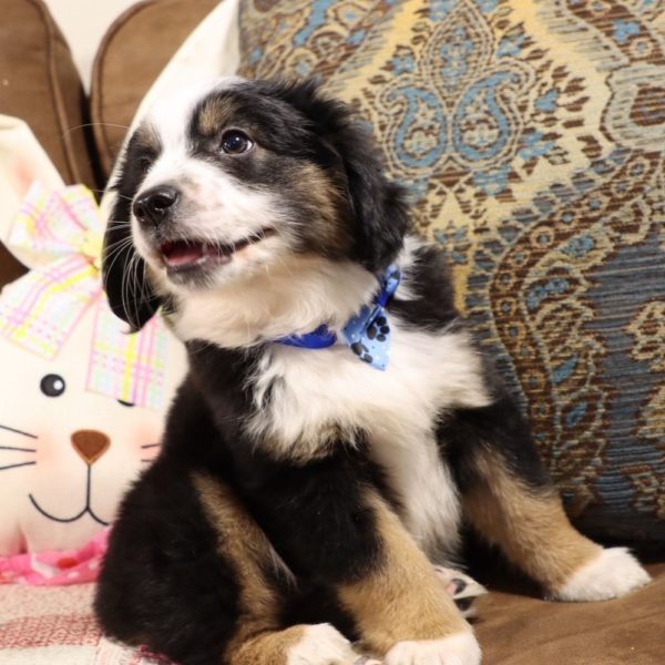 Miniature Australian Shepherd Puppy for Sale