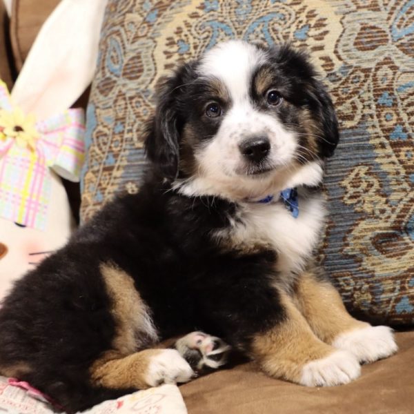 Miniature Australian Shepherd Puppy for Sale